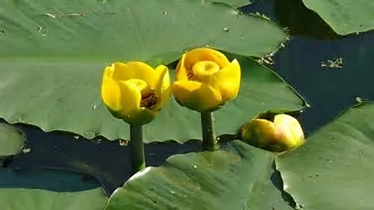 Spatterdock
